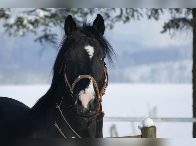 NRPS Wallach 4 Jahre 163 cm Rappe in Stolberg (Rheinland)Stolberg