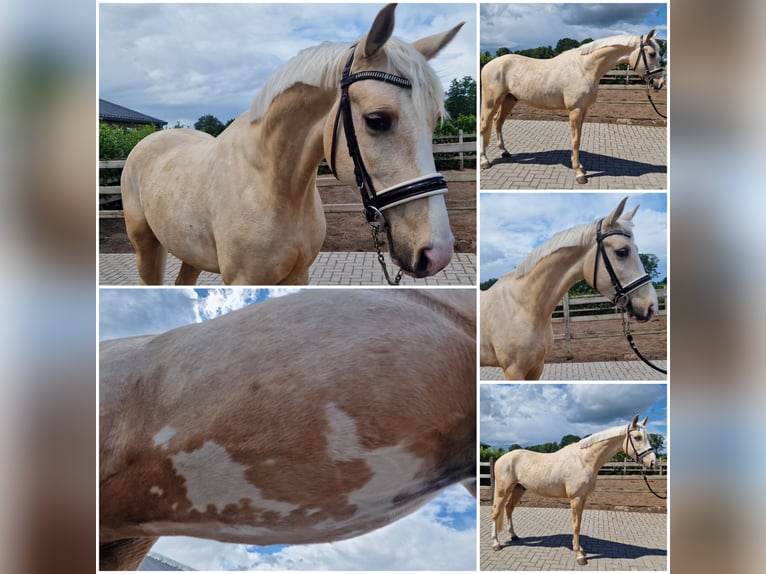 NRPS Wallach 4 Jahre Palomino in Den Ham