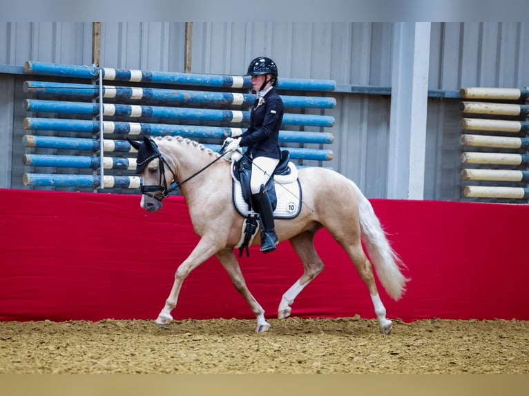 NRPS Wallach 5 Jahre 146 cm Palomino in Hellouw