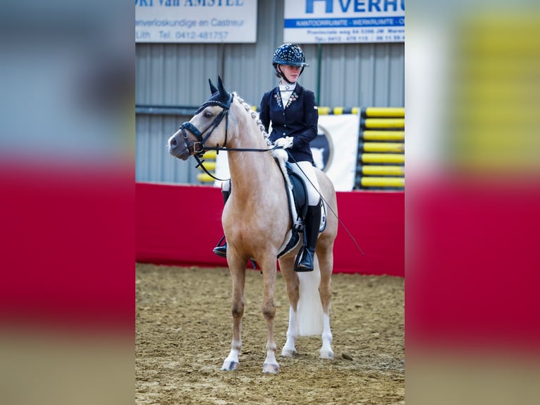 NRPS Wallach 5 Jahre 146 cm Palomino in Hellouw