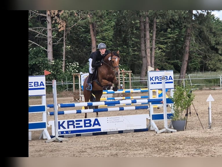 NRPS Wallach 5 Jahre 156 cm Brauner in Flöthe