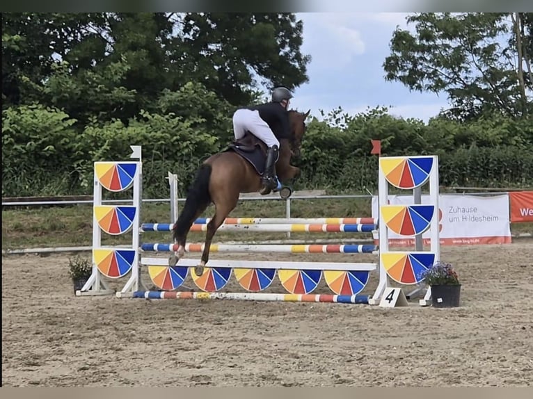 NRPS Wallach 5 Jahre 158 cm Brauner in Flöthe