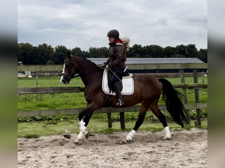NRPS Wallach 5 Jahre 160 cm Brauner in Barneveld