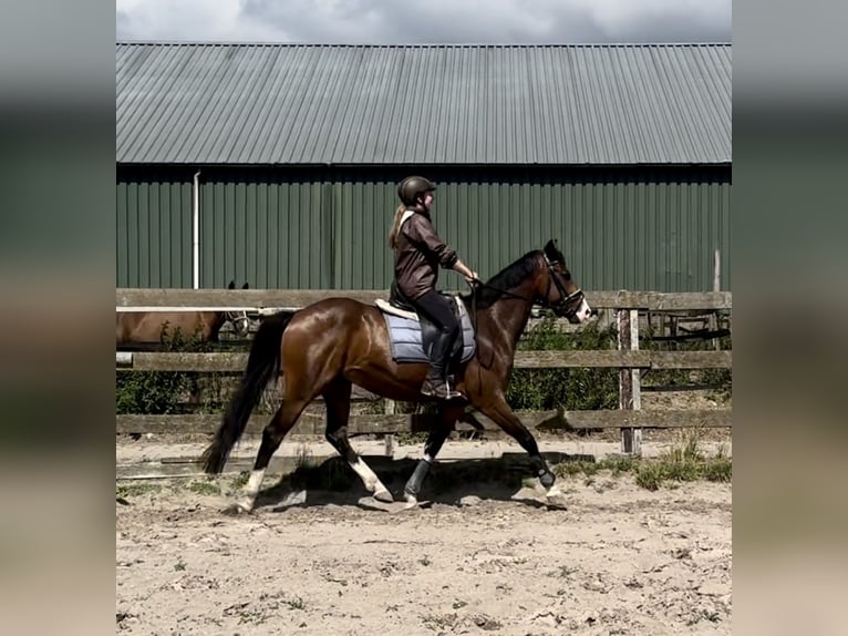 NRPS Wallach 5 Jahre 160 cm Brauner in Barneveld