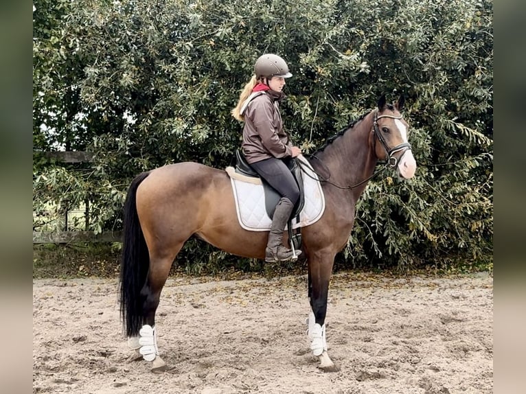 NRPS Wallach 5 Jahre 160 cm Dunkelbrauner in Barneveld