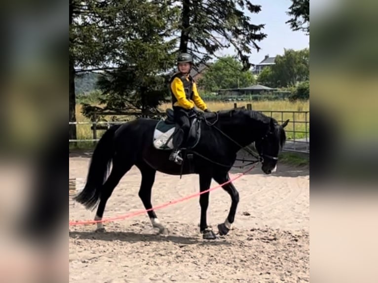 NRPS Wallach 5 Jahre 163 cm Rappe in Stolberg (Rheinland)Stolberg