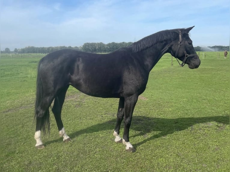 NRPS Wallach 5 Jahre 165 cm Rappe in Strijen