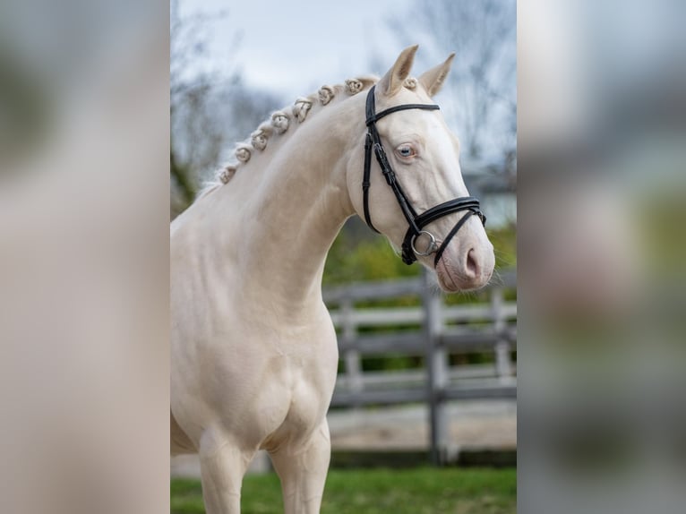 NRPS Wallach 6 Jahre 140 cm Palomino in Beek