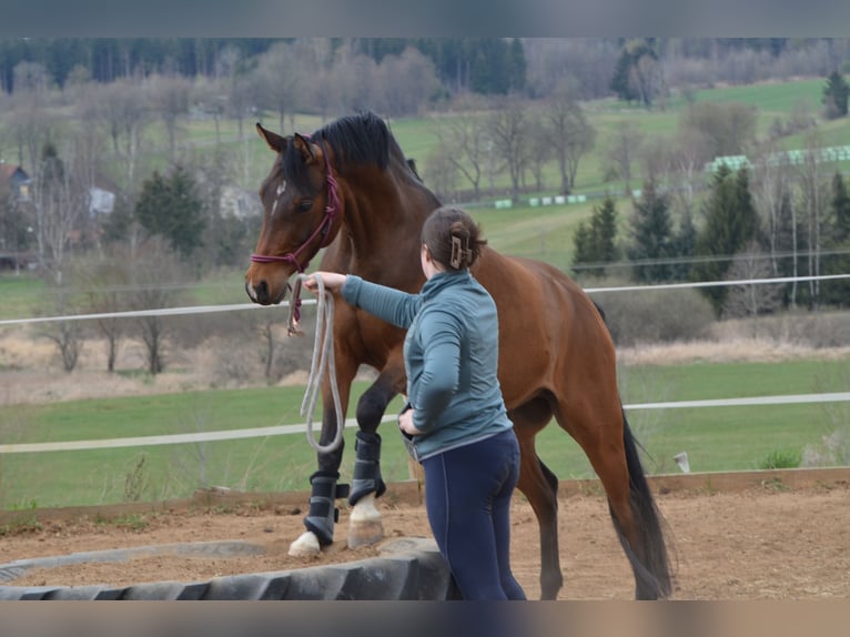 NRPS Wallach 6 Jahre 146 cm Brauner in Grebenhain