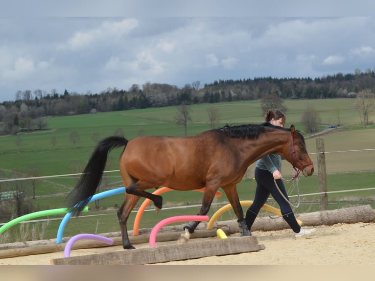 NRPS Wallach 6 Jahre 146 cm Brauner in Grebenhain