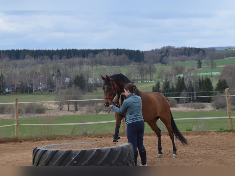 NRPS Wallach 6 Jahre 146 cm Brauner in Grebenhain