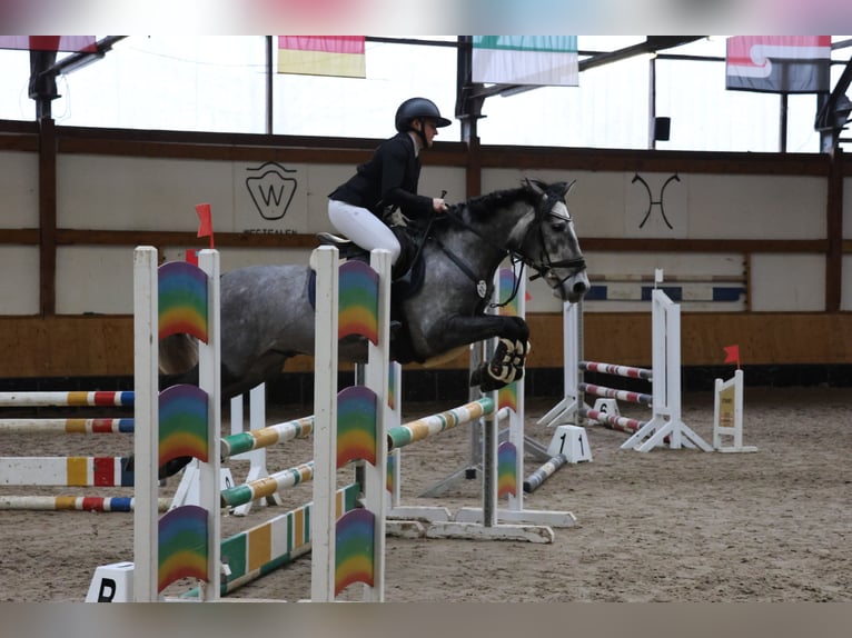 NRPS Mix Wallach 6 Jahre 155 cm Blauschimmel in Uedem