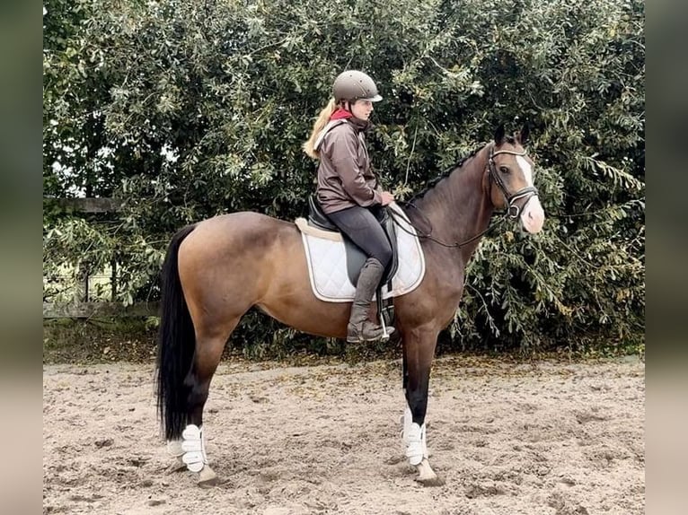 NRPS Wallach 6 Jahre 160 cm Brauner in Barneveld
