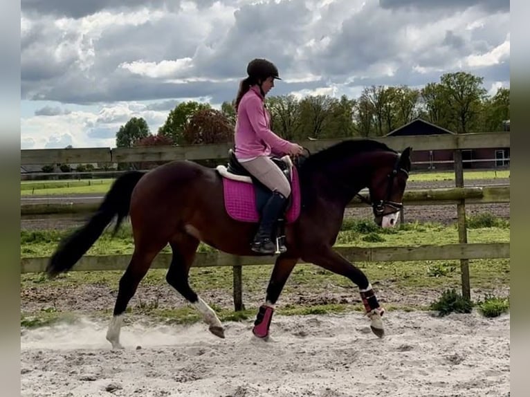 NRPS Wallach 6 Jahre 160 cm Brauner in Barneveld