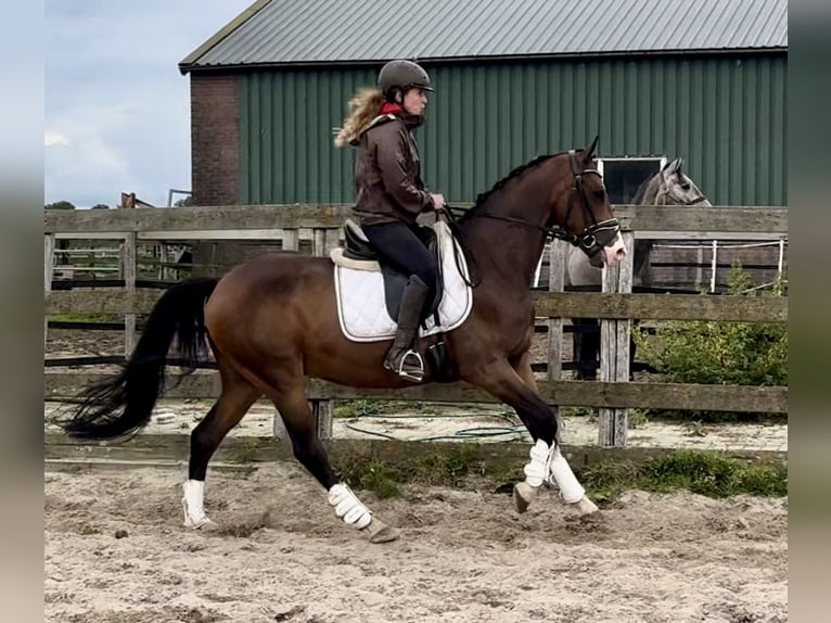 NRPS Wallach 6 Jahre 160 cm Brauner in Barneveld