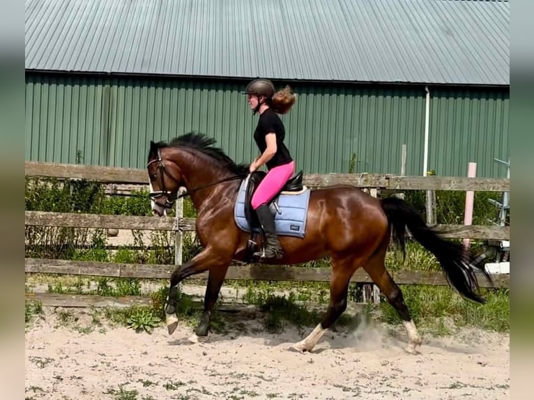 NRPS Wallach 6 Jahre 160 cm Brauner in Barneveld