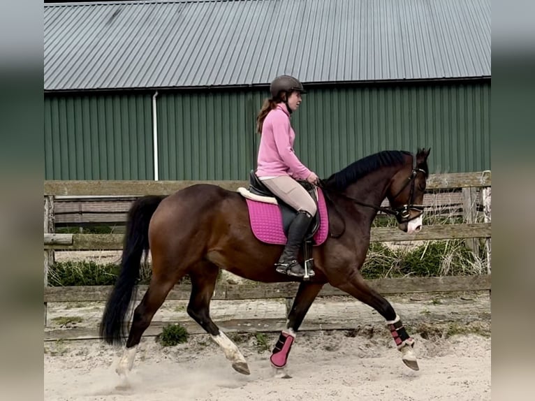 NRPS Wallach 6 Jahre 160 cm Dunkelbrauner in Barneveld