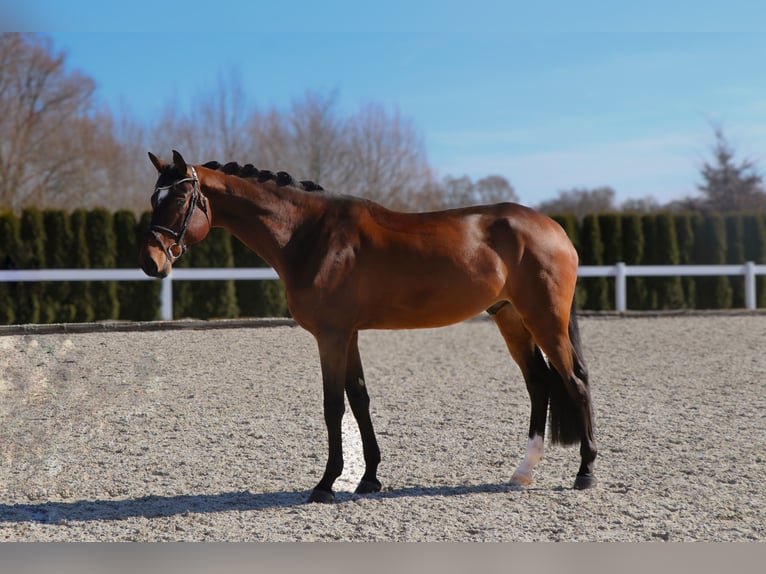 NRPS Wallach 6 Jahre 180 cm Dunkelbrauner in Schw&#xE4;bisch Hall