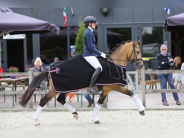 NRPS Wallach 7 Jahre 147 cm Buckskin in Koedijk