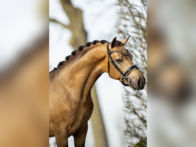 NRPS Wallach 7 Jahre 147 cm Buckskin in Koedijk