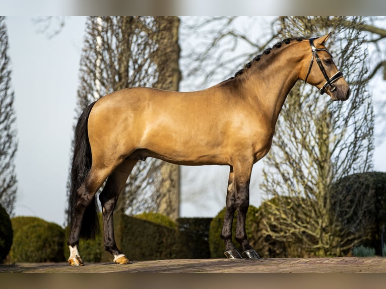 NRPS Wallach 7 Jahre 147 cm Buckskin in Koedijk