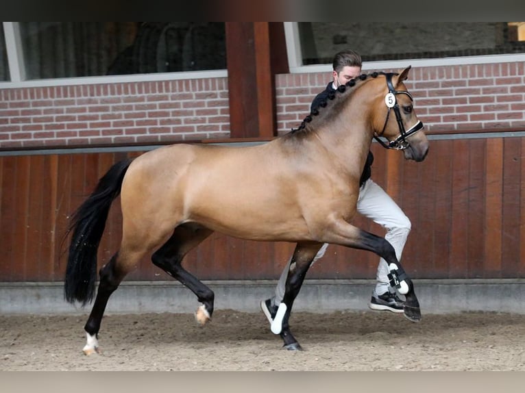 NRPS Wallach 7 Jahre 147 cm Buckskin in Koedijk