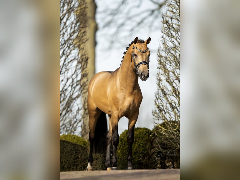 NRPS Wallach 7 Jahre 147 cm Buckskin in Koedijk