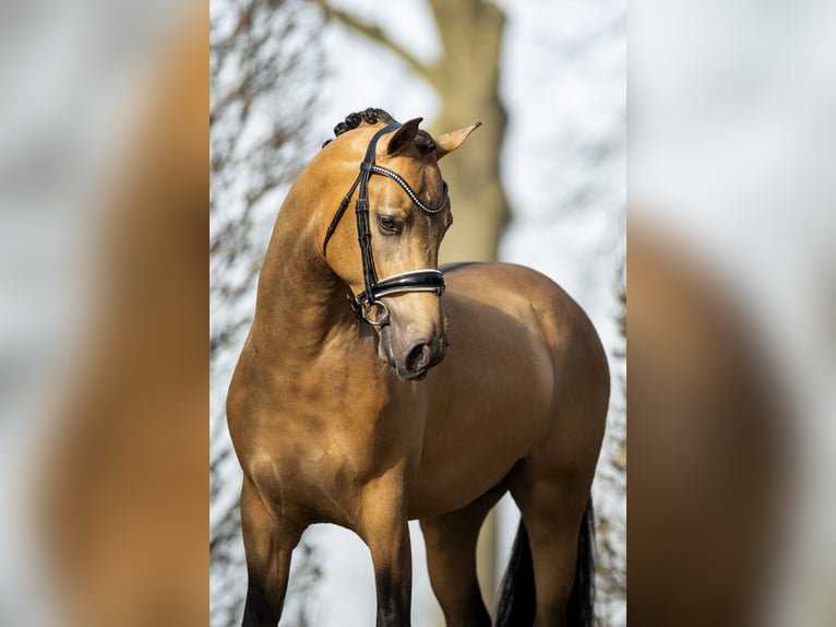 NRPS Wallach 7 Jahre 147 cm Buckskin in Koedijk