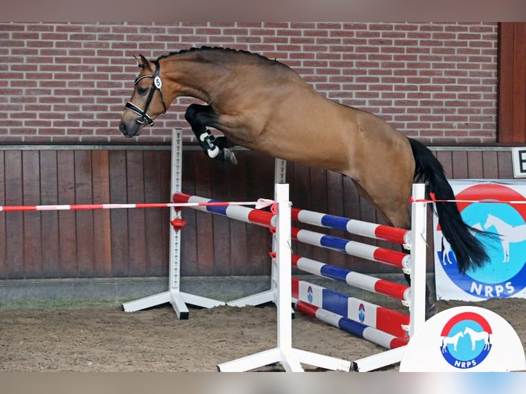 NRPS Wallach 7 Jahre 147 cm Buckskin in Koedijk