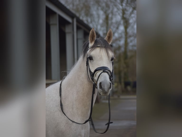 NRPS Mix Wallach 7 Jahre 148 cm Schimmel in Heumen