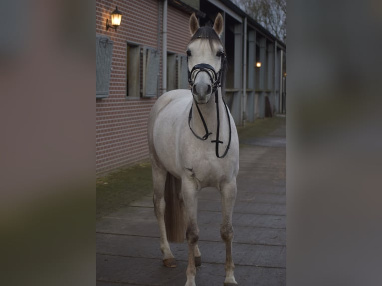 NRPS Mix Wallach 7 Jahre 148 cm Schimmel in Heumen
