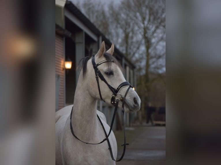 NRPS Mix Wallach 7 Jahre 148 cm Schimmel in Heumen