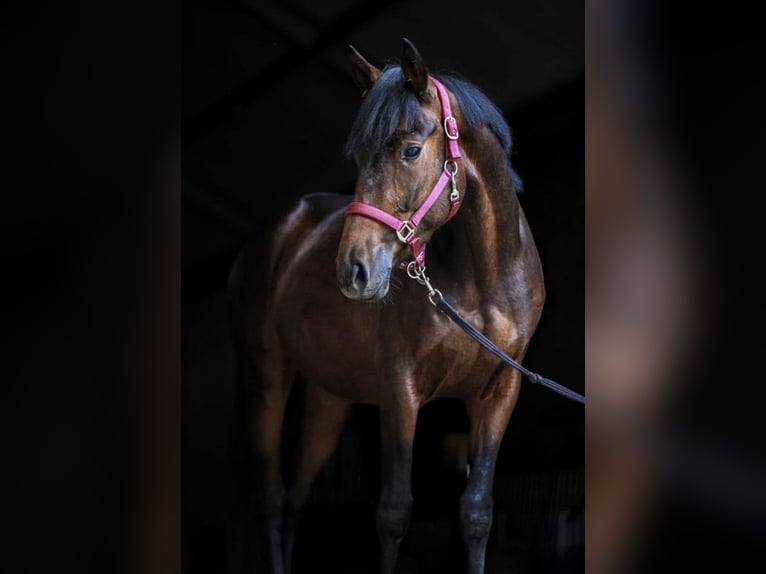 NRPS Wallach 7 Jahre 162 cm Dunkelbrauner in Leende