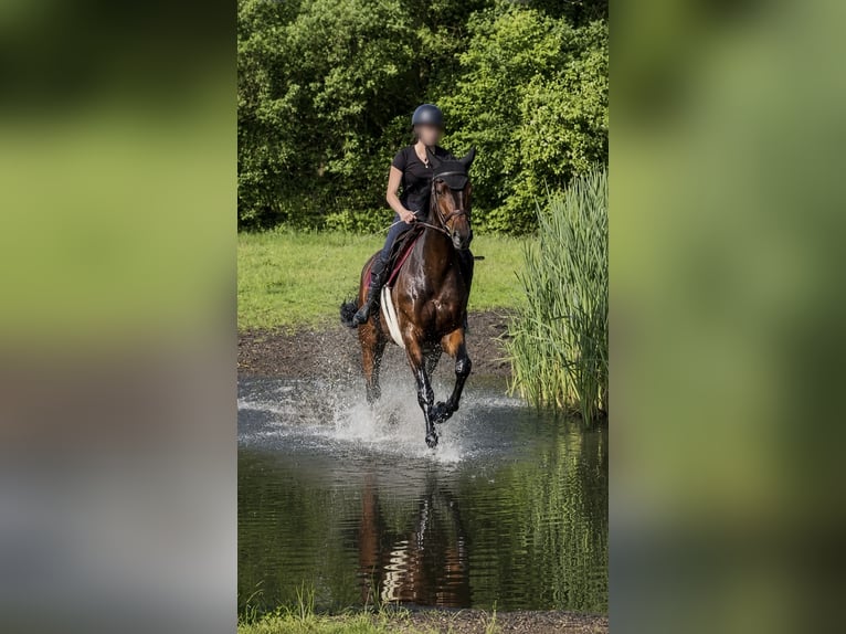 NRPS Wallach 7 Jahre 162 cm Dunkelbrauner in Leende