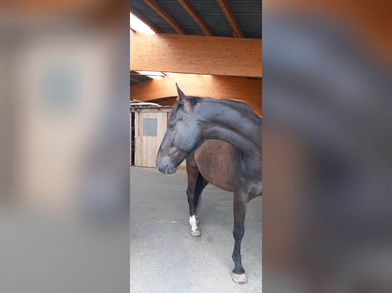 NRPS Wallach 7 Jahre 167 cm Schwarzbrauner in Zeitz