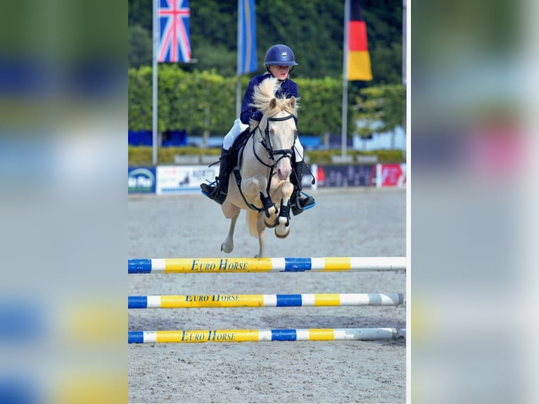 NRPS Wallach 8 Jahre 135 cm Cremello in Stabroek