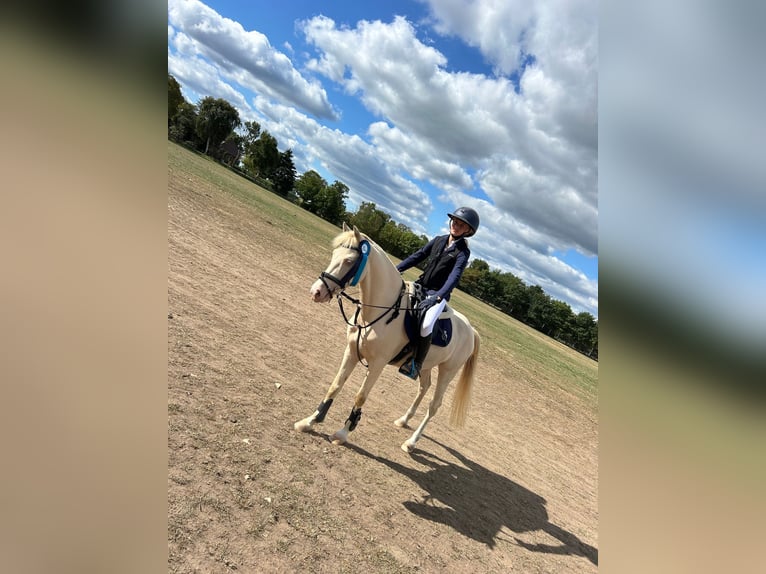 NRPS Wallach 8 Jahre 135 cm Cremello in Stabroek