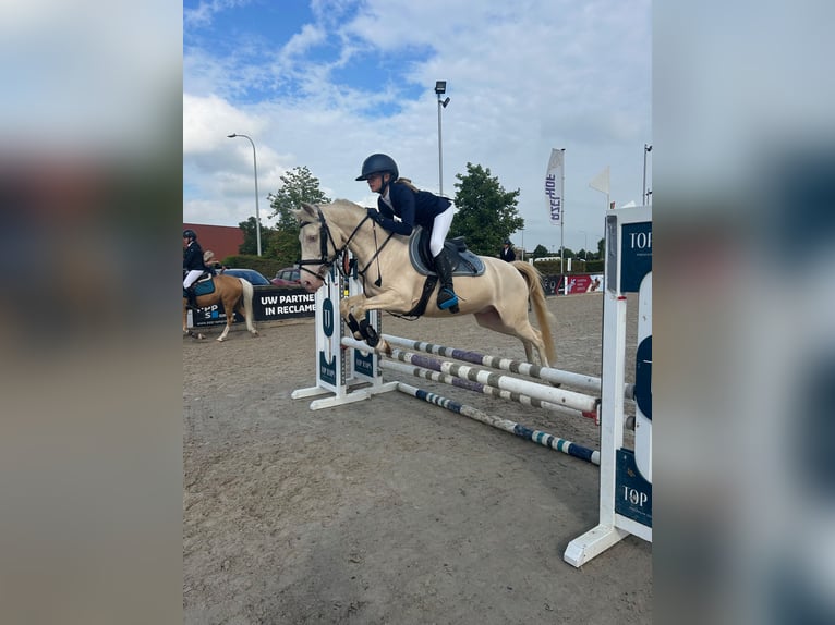 NRPS Wallach 8 Jahre 135 cm Cremello in Stabroek