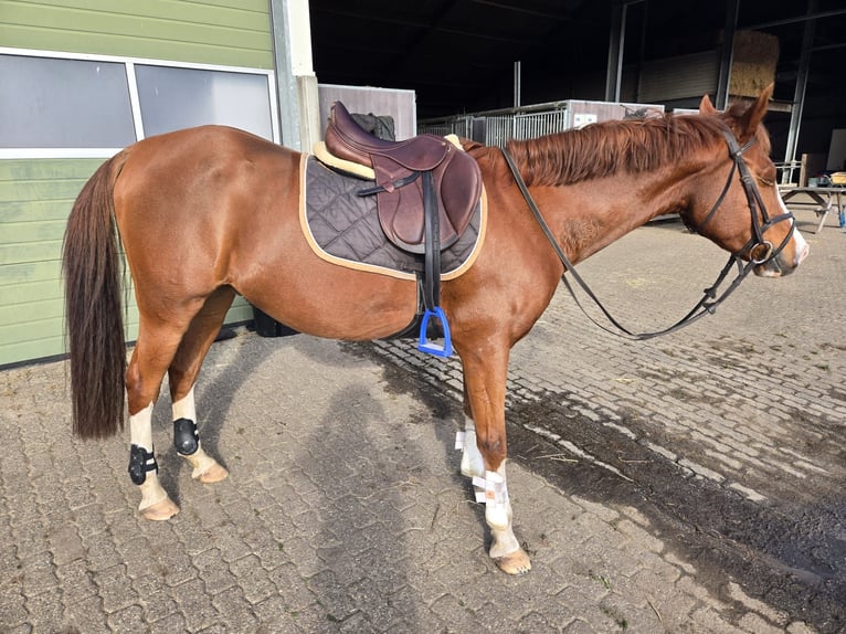 NRPS Wallach 8 Jahre 152 cm Fuchs in Barchem