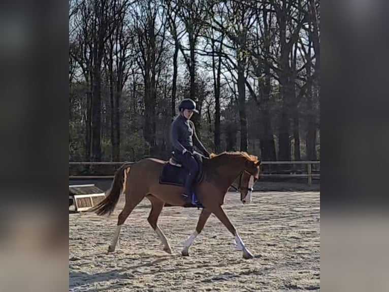 NRPS Wallach 8 Jahre 152 cm Fuchs in Barchem