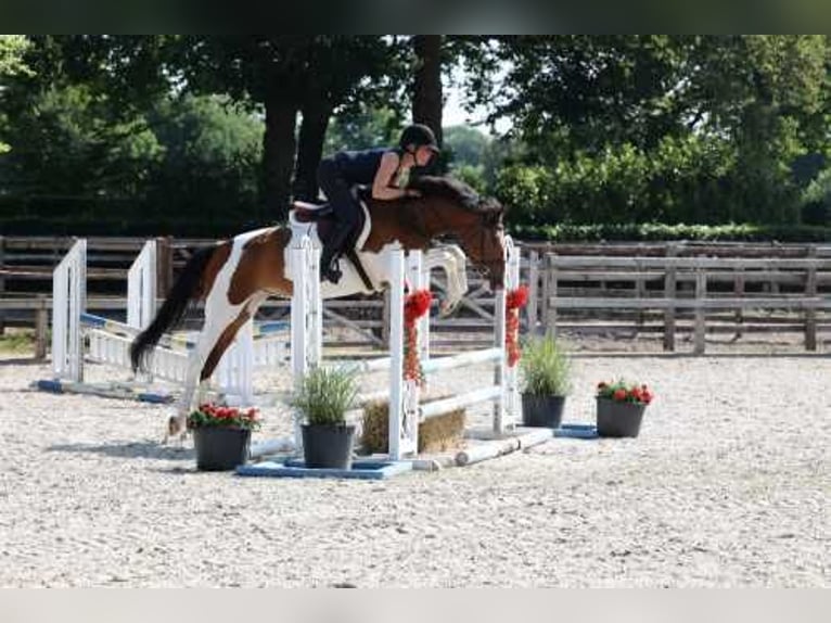 NRPS Wallach 8 Jahre 158 cm in Bladel