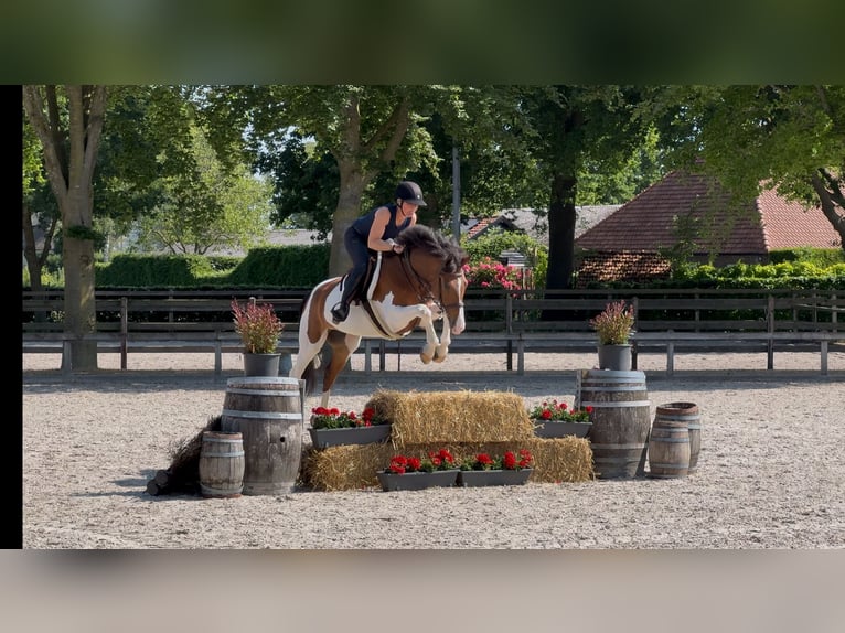 NRPS Wallach 8 Jahre Schecke in Moergestel