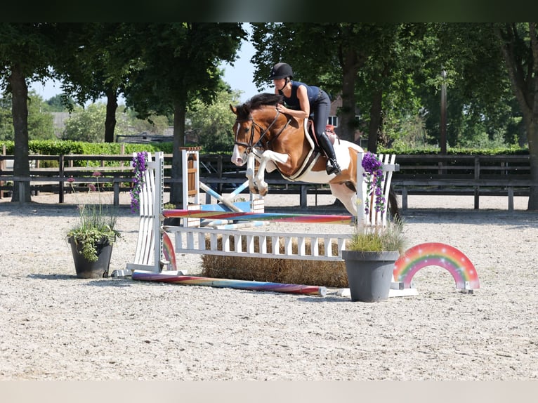 NRPS Wallach 8 Jahre Schecke in Moergestel