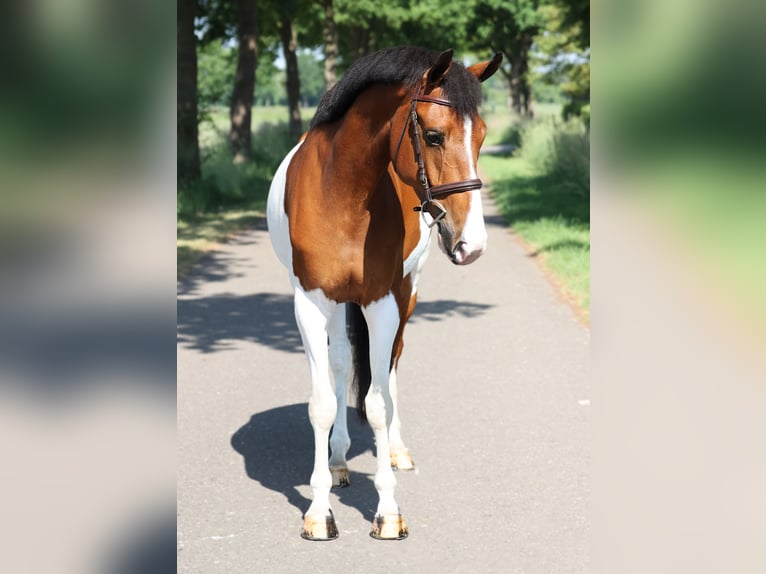 NRPS Wallach 8 Jahre Schecke in Moergestel
