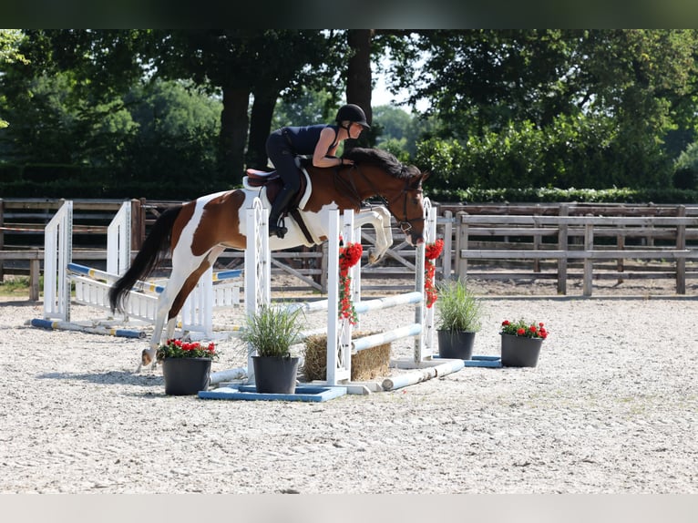 NRPS Wallach 8 Jahre Schecke in Moergestel