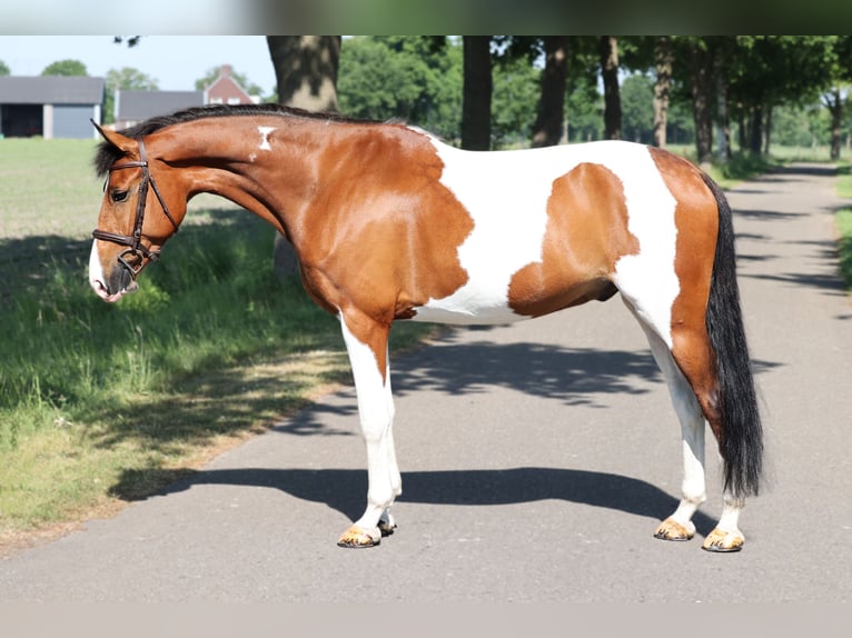 NRPS Wallach 8 Jahre Schecke in Moergestel