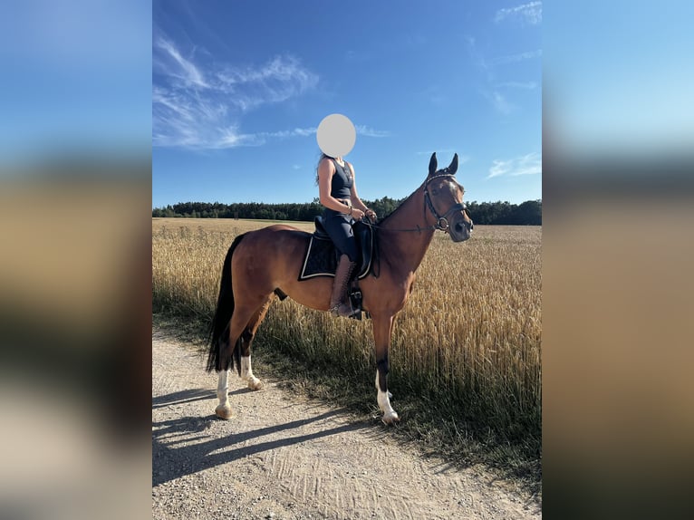 NRPS Wallach 9 Jahre 147 cm Brauner in Schwabach