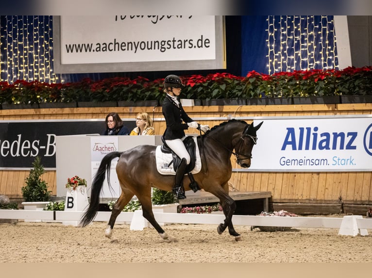 NRPS Wallach 9 Jahre 148 cm Brauner in Langdorp