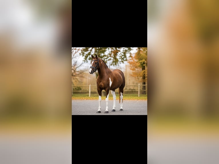 NRPS Wallach 9 Jahre 158 cm Schecke in Exter