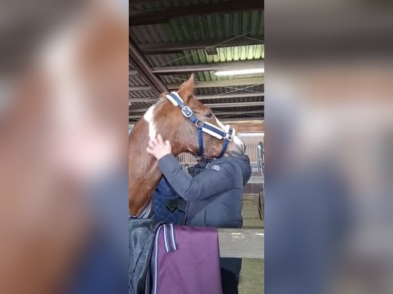 NRPS Wallach 9 Jahre 158 cm Schecke in Exter